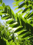 SX06235 Royal Fern (Osmunda regalis).jpg